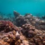 Pautes bàsiques per a submergir-se en una reserva marina sense perjudicar el medi ambient